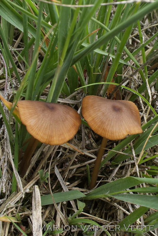 Geelplaatstaalsteeltje - Entoloma xanthochroum